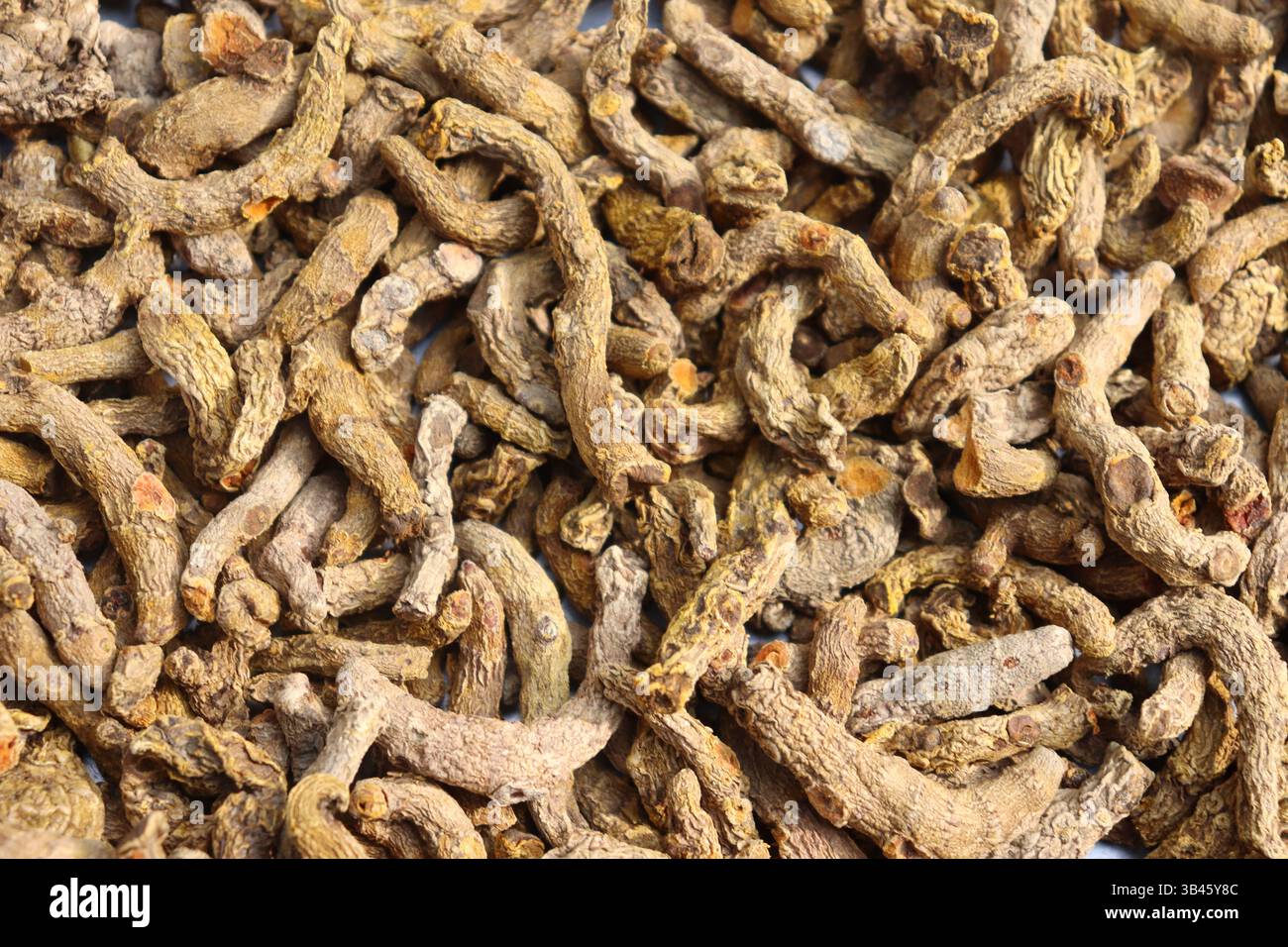 Primo piano che mostra numerosi rizomi di curcuma essiccati. La consistenza ruvida e il colore marrone dominano questo mucchio di spezie aromatiche e medicinali. Foto Stock