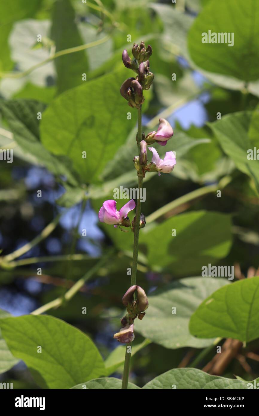Angolo verso l'alto di fiori di Giacinto viola chiaro che fioriscono sulla vite con diverse foglie verdi in un ambiente naturale all'aperto. Foto Stock