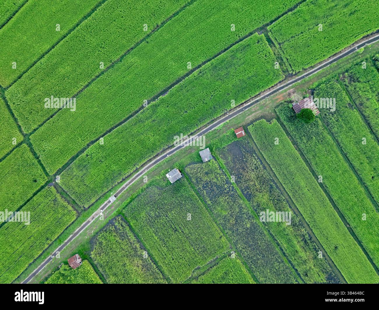 Paesaggio panoramico aereo di coltivazione del riso su vibranti terreni agricoli verdi, dove i metodi di agricoltura biologica favoriscono la conservazione ambientale e rurale Foto Stock