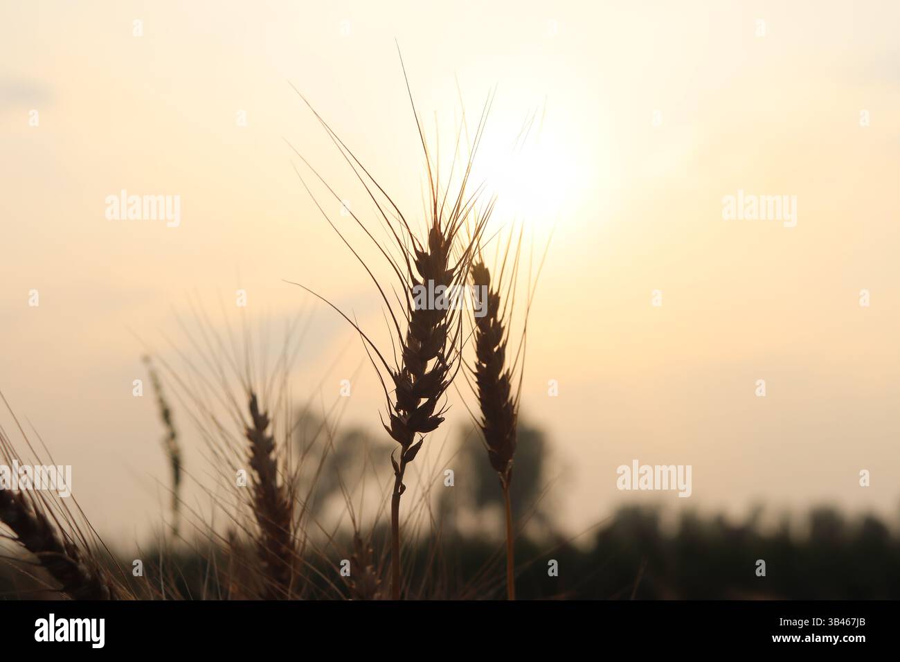 Sagoma di gambi di grano in un campo coltivato contro il vibrante bagliore del cielo dorato del tramonto. Tranquillo paesaggio rurale con coltivazioni retroilluminate. Foto Stock