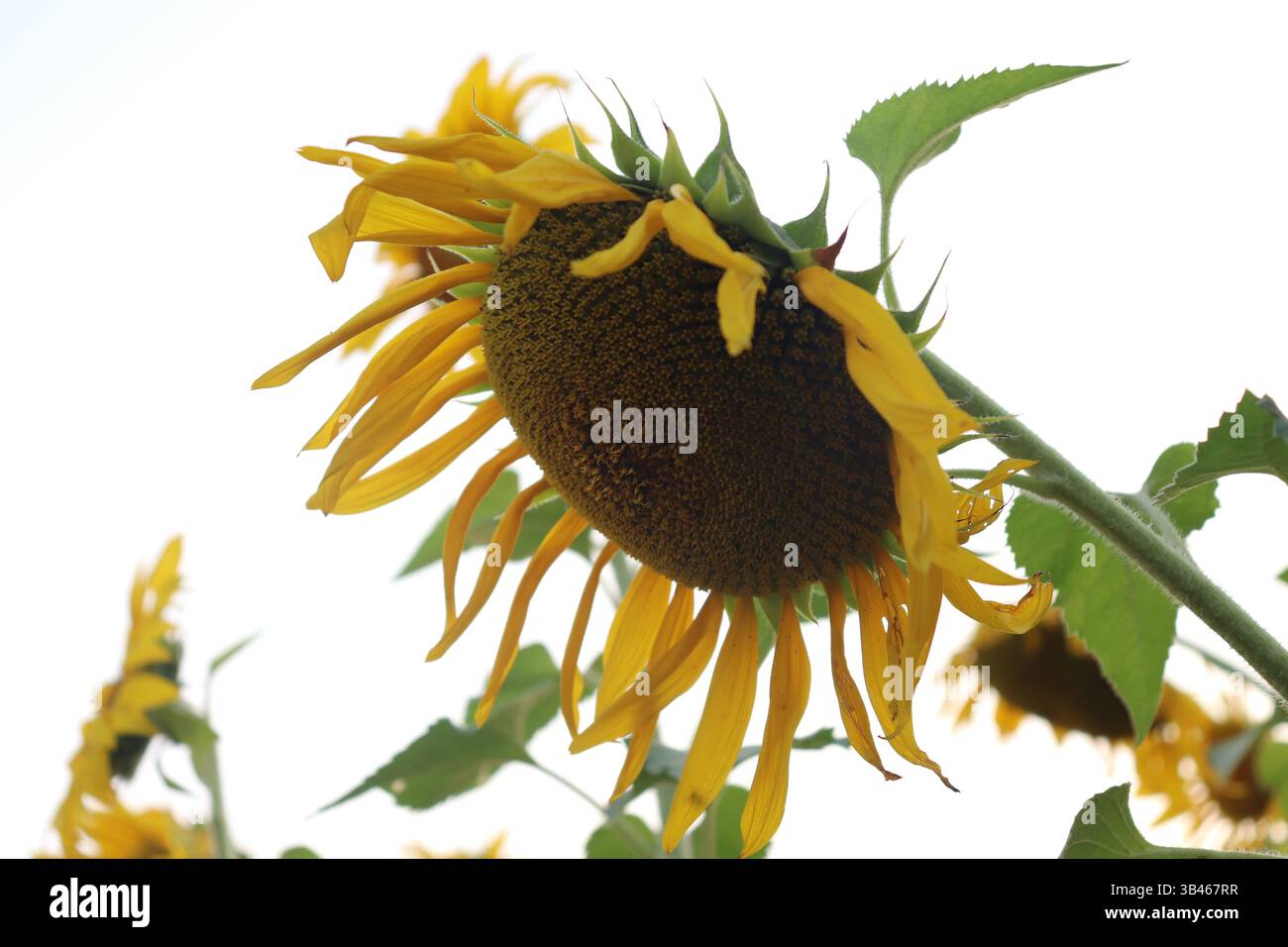 L'angolo di ripresa verso l'alto è caratterizzato da un girasole giallo brillante in piena fioritura con foglie verdi e stelo laterale. Sfondo bianco tenue. Foto Stock