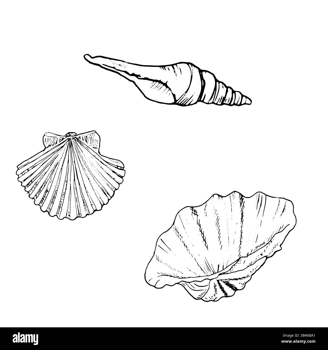 Conchiglie di bivalvi oceanici, schizzi di inchiostro bianco e nero. Illustrazione marina vettoriale. Una serie di ippopi rotondi e a spirale e conchiglie strombus dal Illustrazione Vettoriale