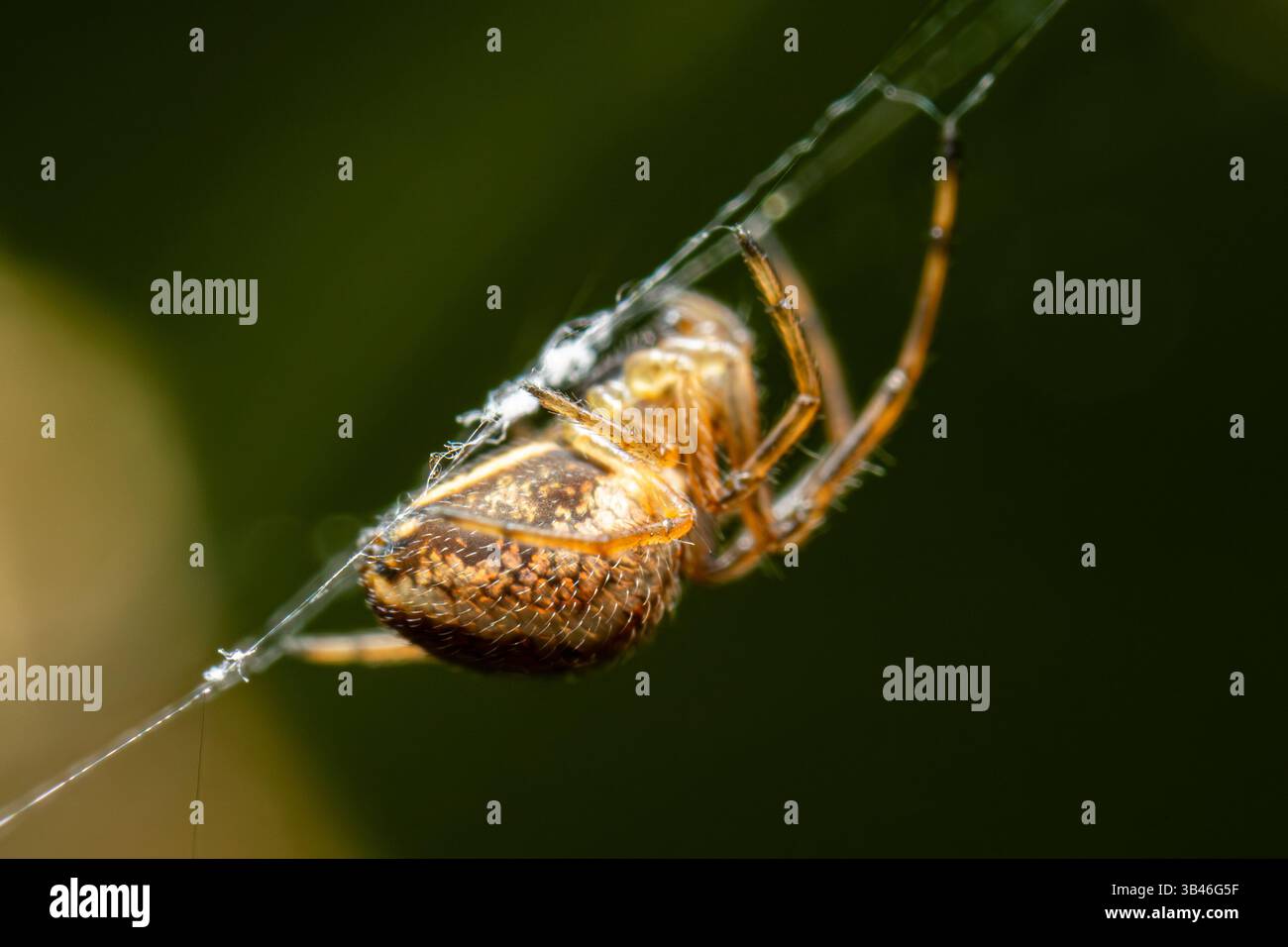 Ragno araneidae sp. (Araneidae sp.) appeso alla sua ragnatela, con le gambe spalmate e l'addome modellato visibile su uno sfondo naturale scuro. Foto Stock