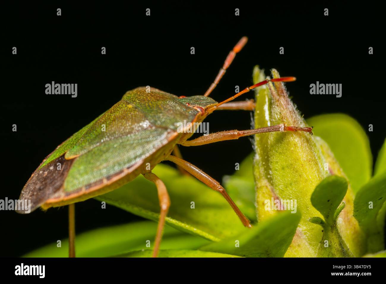 Green shieldbug Palomena prasina arroccata su piante verdi, macro close-up, Parc Jean-Paul II, Issy-les-Moulineaux, Francia. Foto Stock