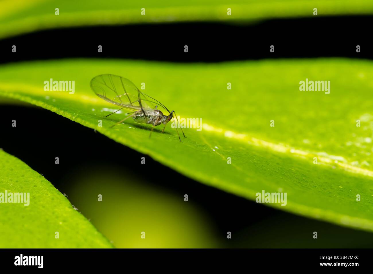 Afido alato (Aphidoidea) appoggiato su foglia verde, primo piano macro, Parc Jean-Paul II, Issy-les-Moulineaux, Francia. Foto Stock