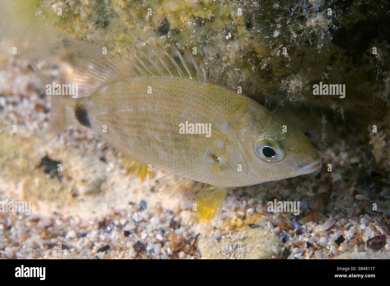 Ottobre 15, 2014 - Mar Nero, Ucraina - anulare di Orate di mare (Diplodus annularis) Mar Nero, Crimea, Ucraina, Europa orientale (credito Immagine: © Andrey Nekrasov/ZUMA filo/ZUMAPRESS.com) Foto Stock