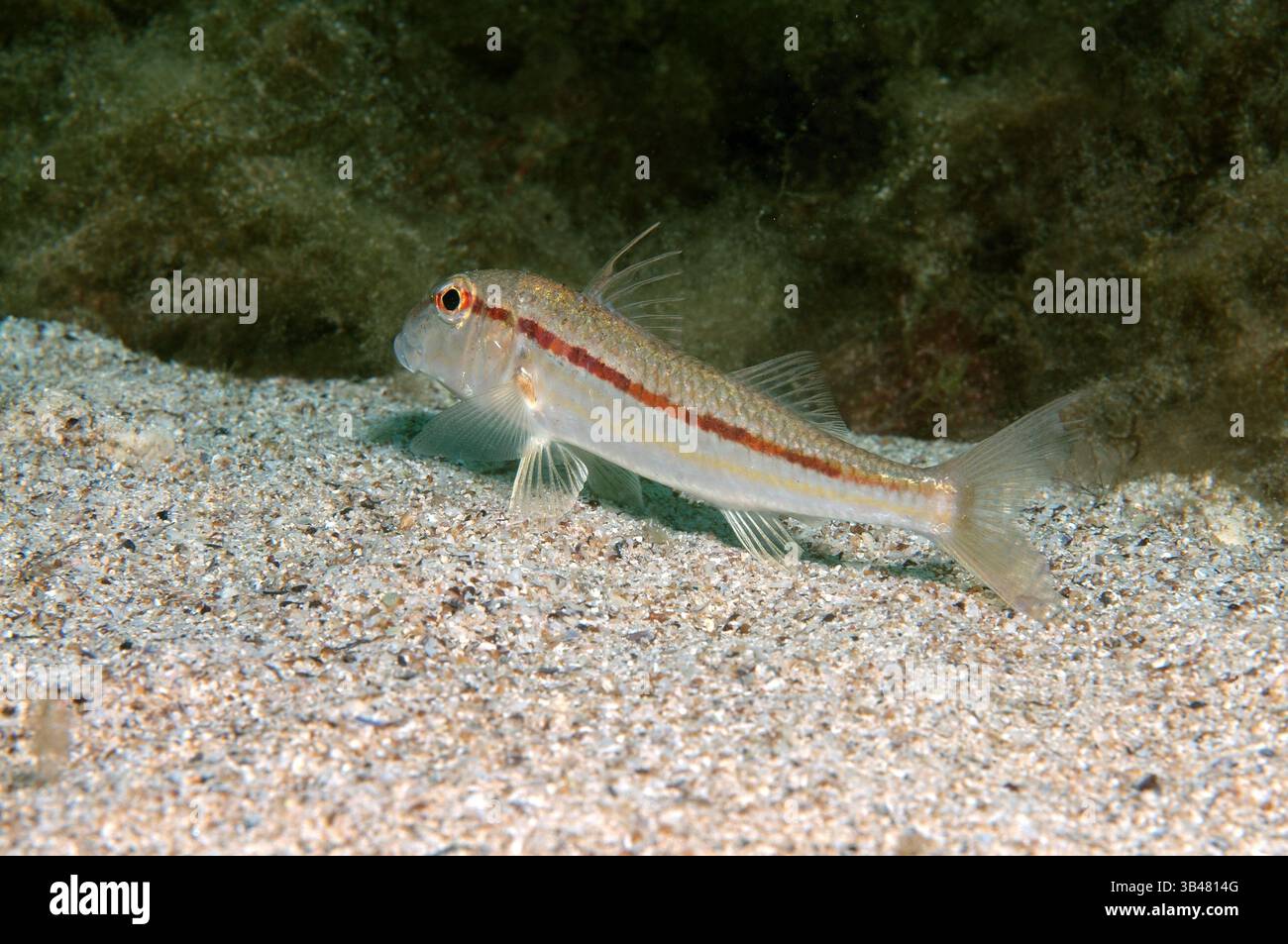 Ottobre 15, 2014 - Mar Nero, Ucraina - goatfish (Mullus barbatus) Mar Nero, Crimea, Russia (credito Immagine: © Andrey Nekrasov/ZUMA filo/ZUMAPRESS.com) Foto Stock
