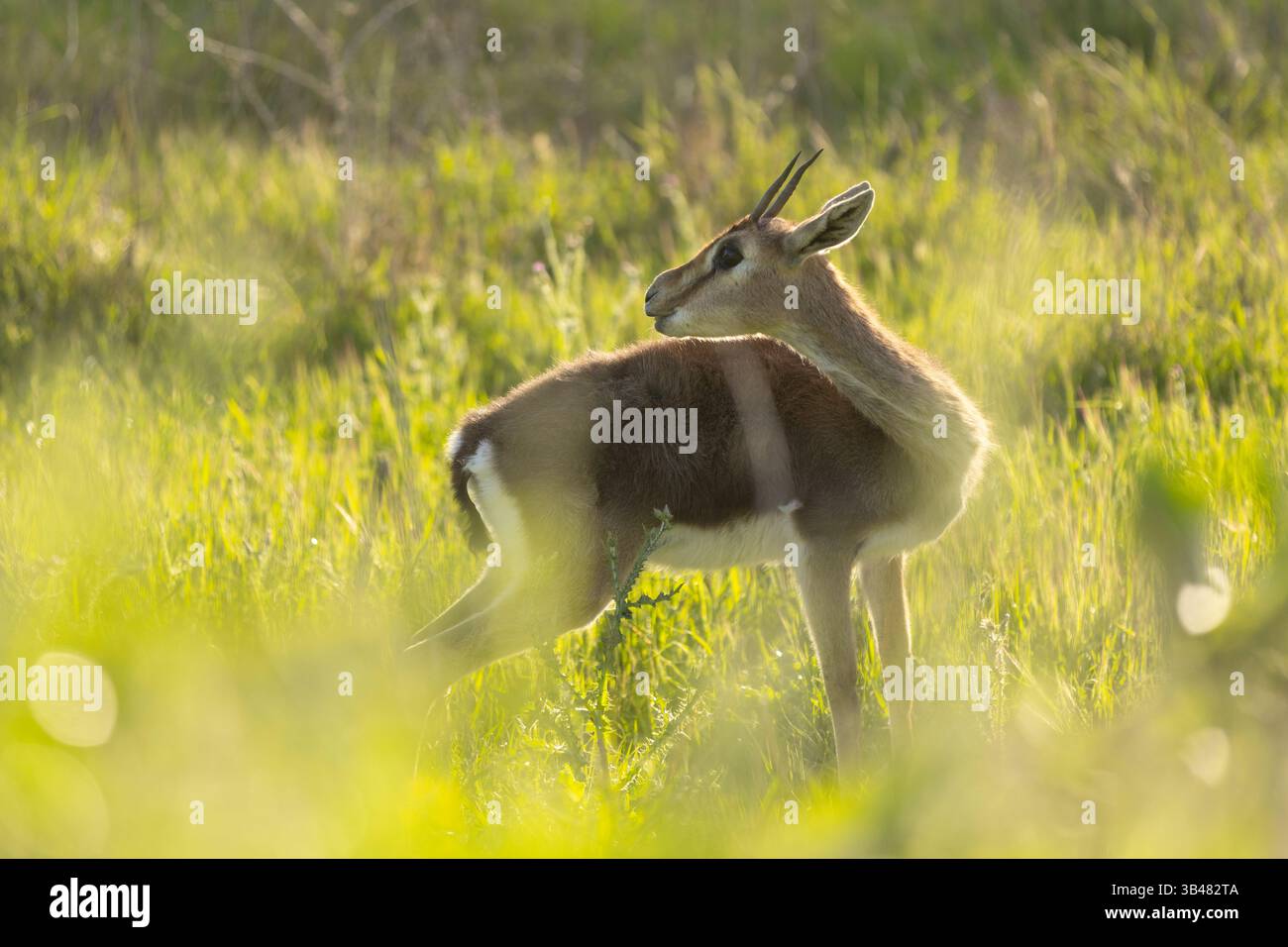 Gazzelle di montagna (gazzelle غزال الجبل ). La gazzella di montagna è la gazzella più comune in Israele, che risiede in gran parte in tre aree. È populila Foto Stock