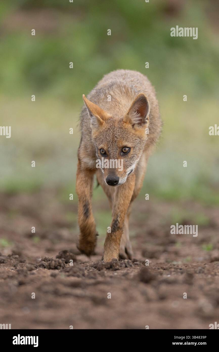 Maschio Golden Jackal (Canis aureus), chiamato anche Asiatic, Oriental o Common Jackal, ابن آوى الذهبي fotografato in Israele a settembre Foto Stock