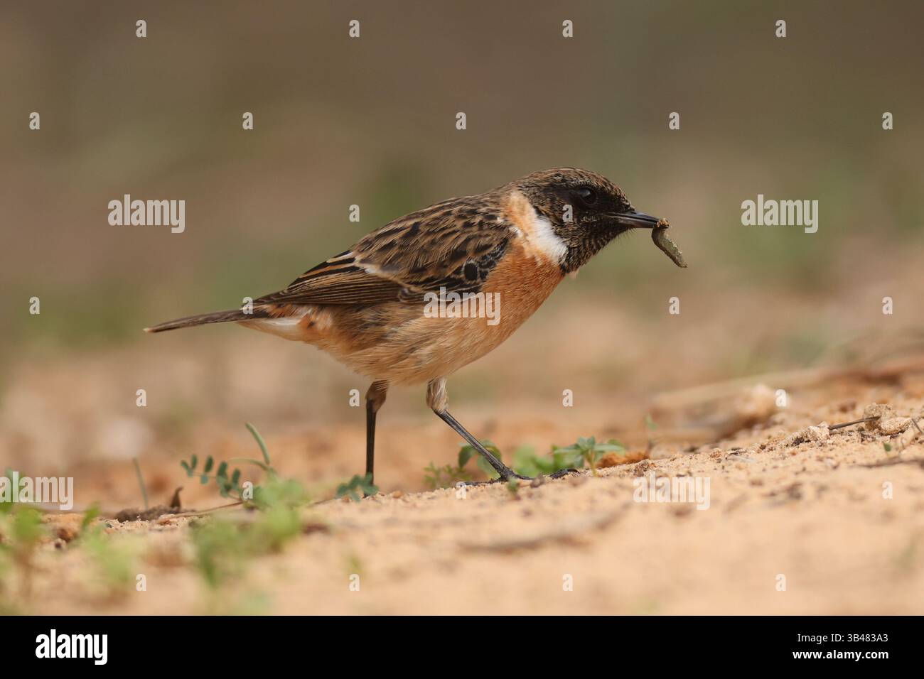 Maschio Whinchat (Saxicola rubetra) un piccolo uccello passerino migratorio che si riproduce in Europa e in Asia occidentale e sverna in Africa. Fotografato con Ein AF Foto Stock
