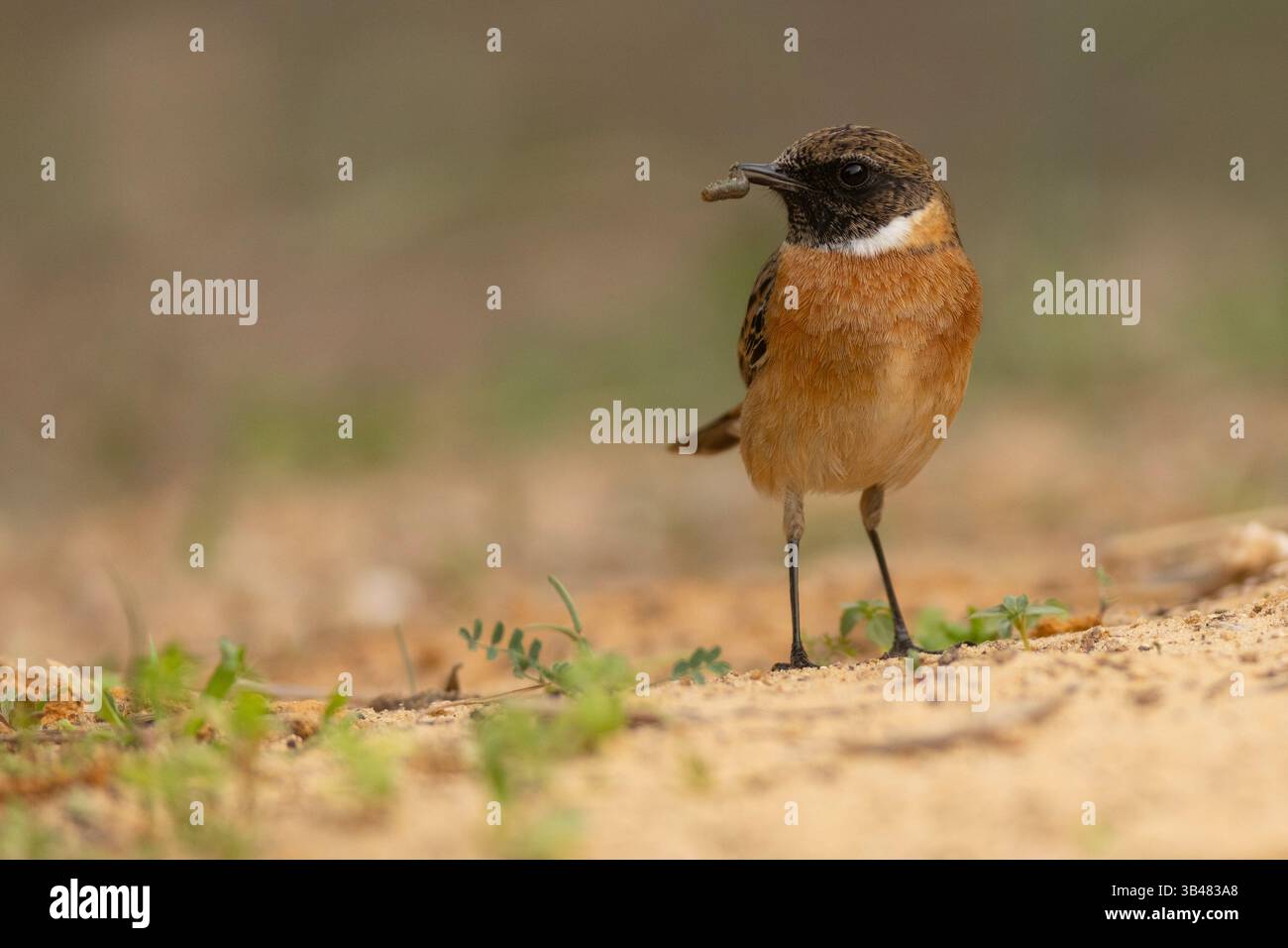 Maschio Whinchat (Saxicola rubetra) un piccolo uccello passerino migratorio che si riproduce in Europa e in Asia occidentale e sverna in Africa. Fotografato con Ein AF Foto Stock