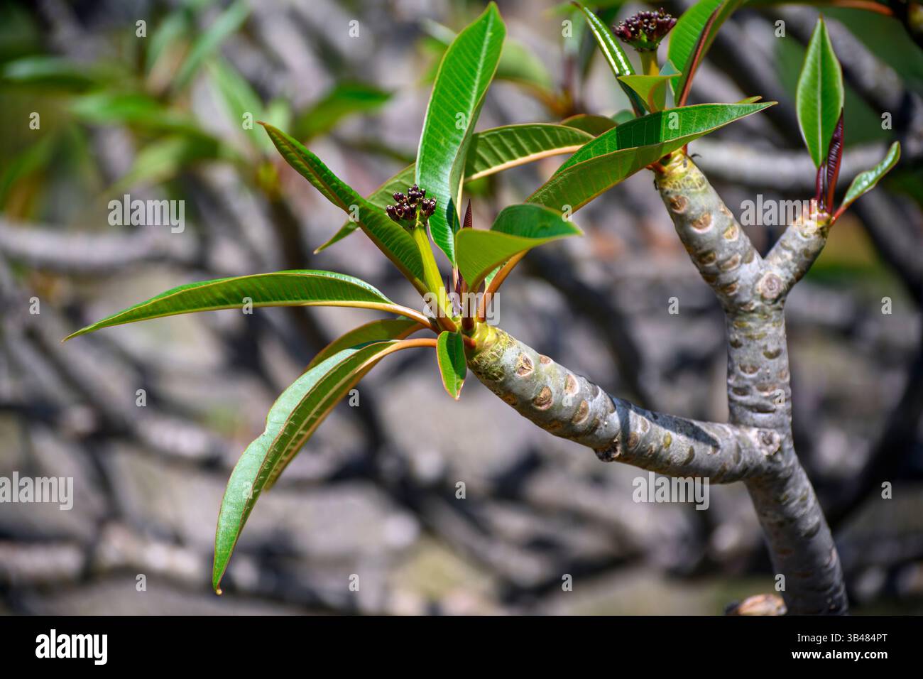 Plumeria nota anche come frangipani, è un genere di piante da fiore nella sottofamiglia Rauvolfioideae, della famiglia Apocynaceae.[1] la maggior parte delle specie sono deci Foto Stock