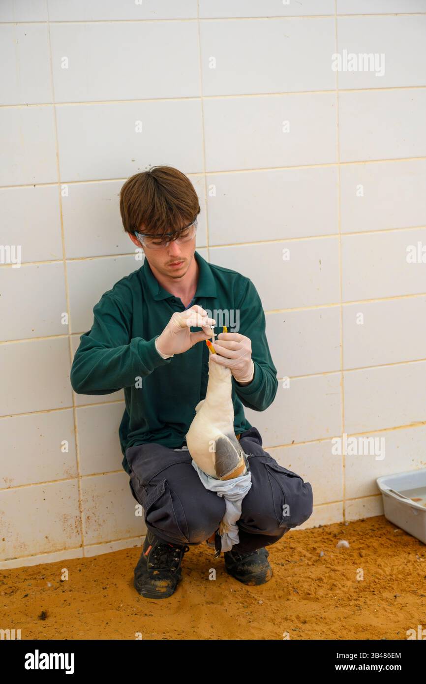 Zohar, del personale veterinario, sta somministrando farmaci prescritti a un gabbiano ricoverato fotografato presso l'Israeli Wildlife Hospital, Ramat Foto Stock
