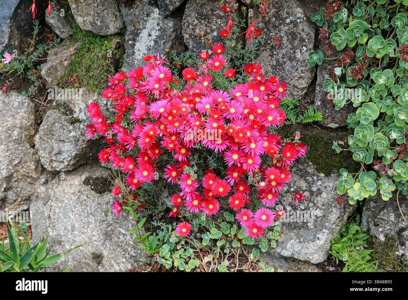 Lampranthus multiradiatus, Un succulento strisciante, perenne con foglie di carne grigio-verde, Lampranthus roseus, rossore strisciante o rosato Foto Stock
