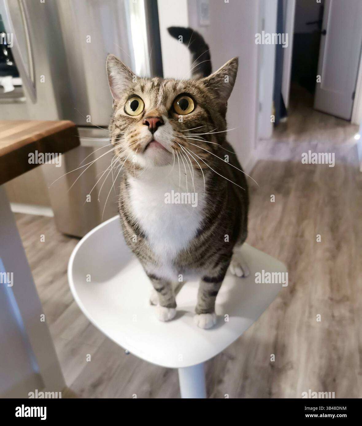 cat vuole di più - Immagine stock catturata con smartphone