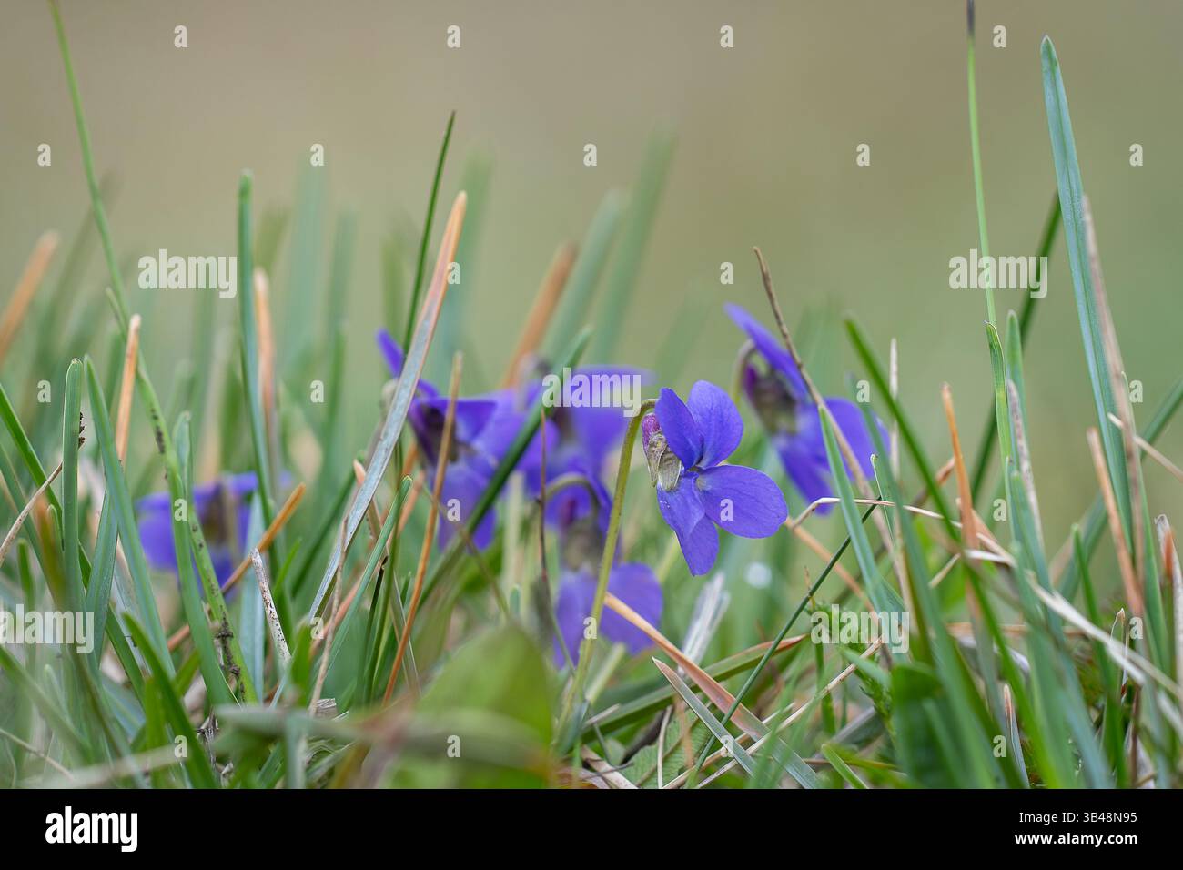 La viola di legno o la viola odorata ravvicinata fiorisce nel bosco. I primi fiori primaverili si svegliano. Viola profumata, Viola odorata L. , fiori primaverili blu Foto Stock