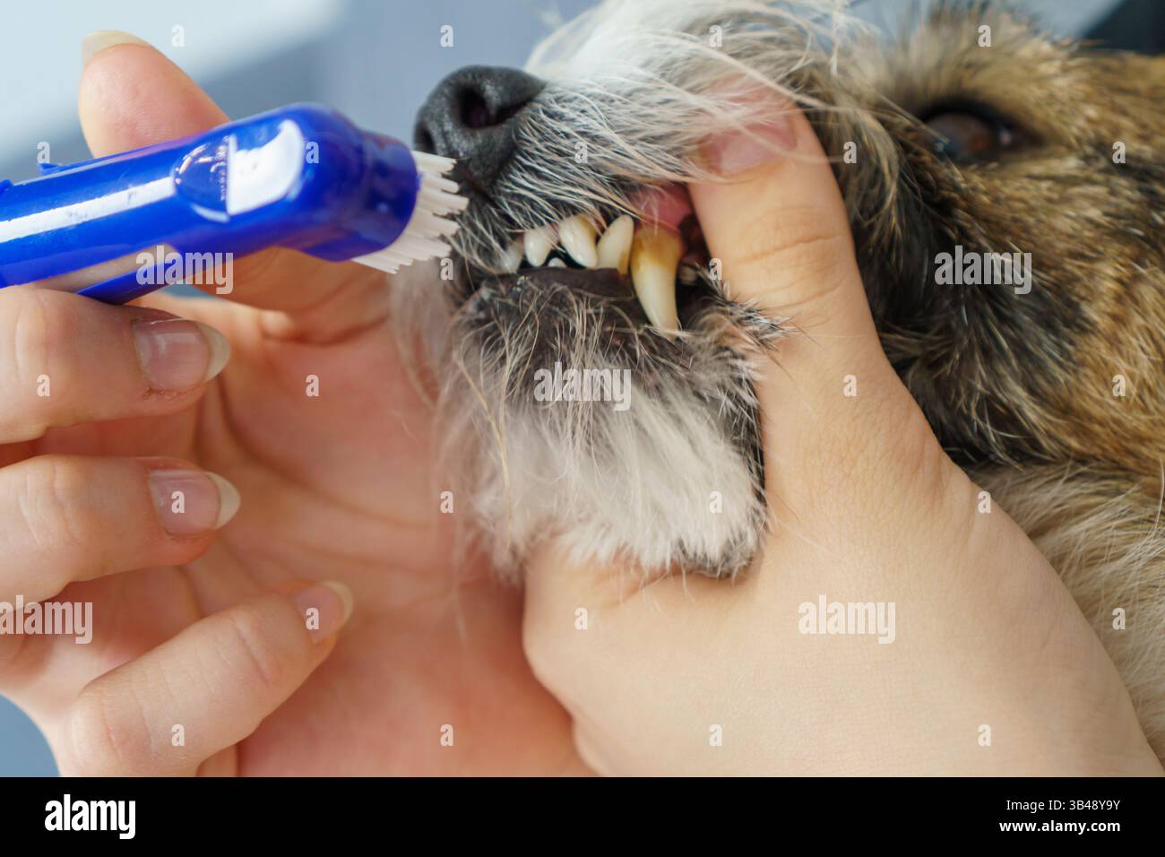 foto ravvicinata dei denti di un cane con tartaro o placca batterica. La carie del cane è malata di tartaro. Tartaro giallo sui denti di un cane. Spazzolino da denti e o Foto Stock