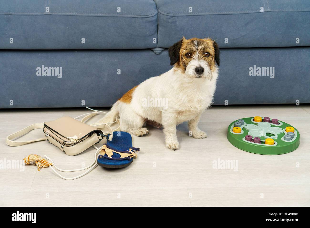 Il concetto di sviluppare l'intelligenza e l'addestramento dei cani in modo che quando un cane viene lasciato solo a casa, non mastichi nulla. Un cane sullo sfondo, Foto Stock