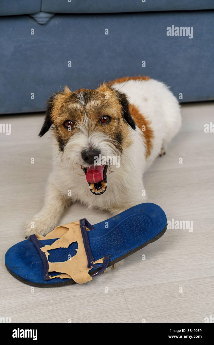 Cattivo comportamento di un cane a casa. Un cane Jack Russell Terrier, quando era a casa da sola, ha masticato le scarpe del suo proprietario. Foto Stock