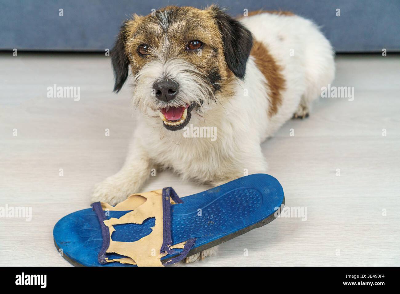 Cattivo comportamento di un cane a casa. Un cane Jack Russell Terrier, quando era a casa da sola, ha masticato le scarpe del suo proprietario. Foto Stock
