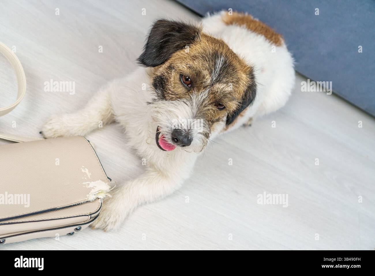 Cattivo comportamento di un cane a casa. Un cane Jack Russell Terrier, quando era a casa da sola, ha masticato la nuova borsa del suo proprietario. Foto Stock