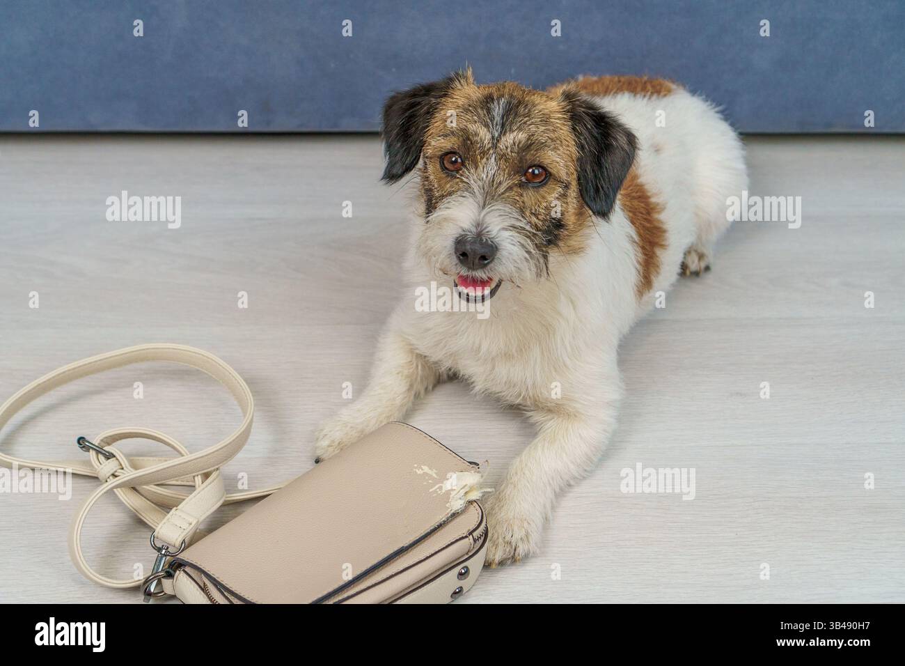 Cattivo comportamento di un cane a casa. Un cane Jack Russell Terrier, quando era a casa da sola, ha masticato la nuova borsa del suo proprietario. Foto Stock
