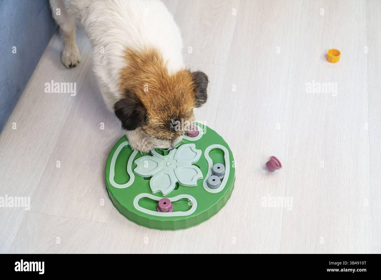 Cane alla ricerca di dolcetti nell'alimentatore interattivo per giocattoli educativi per cani e gatti. Gioco intellettuale per cani. e l'allenamento del naso lavora con l'animale domestico. cervello Foto Stock