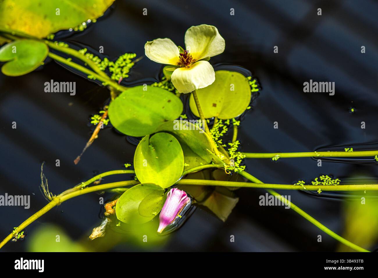 Splendidi fiori acquatici nello stagno Foto Stock