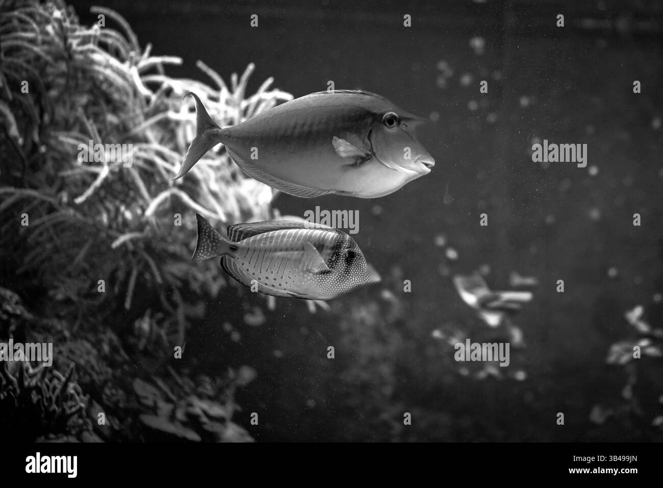 Primo piano sui pesci nell'acquario in scala di grigi Foto Stock