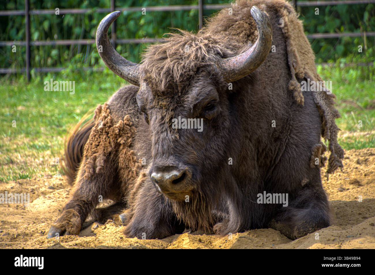 Primo piano su un grosso bisonte alla fattoria Foto Stock Primo piano su un grosso bisonte alla fattoria Foto Stock