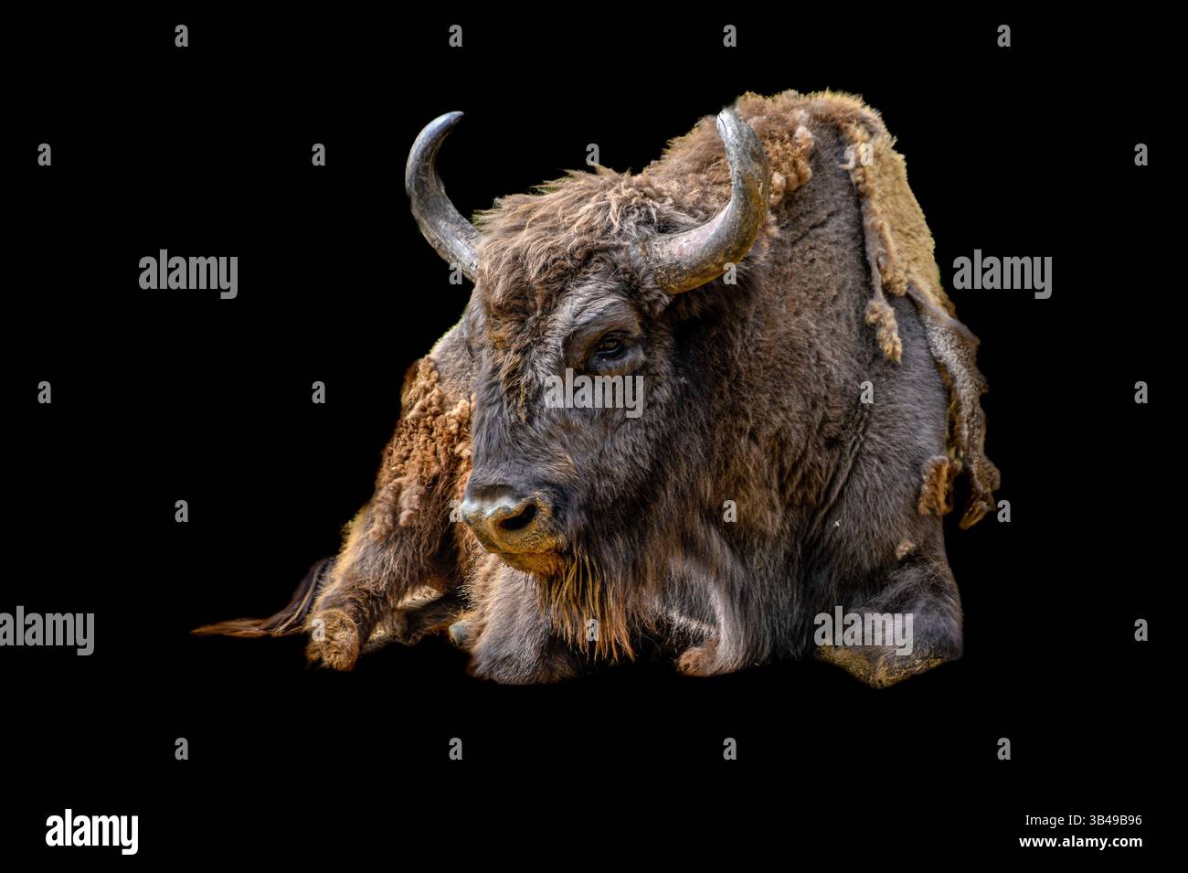 Primo piano su un grosso bisonte alla fattoria Foto Stock Primo piano su un grosso bisonte alla fattoria Foto Stock