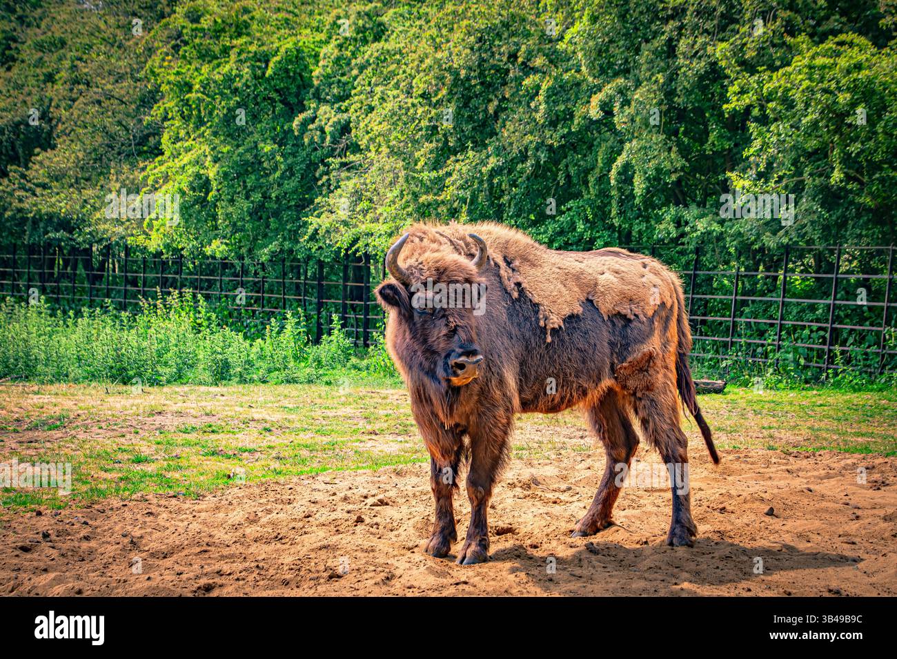 Primo piano su un grosso bisonte alla fattoria Foto Stock Primo piano su un grosso bisonte alla fattoria Foto Stock
