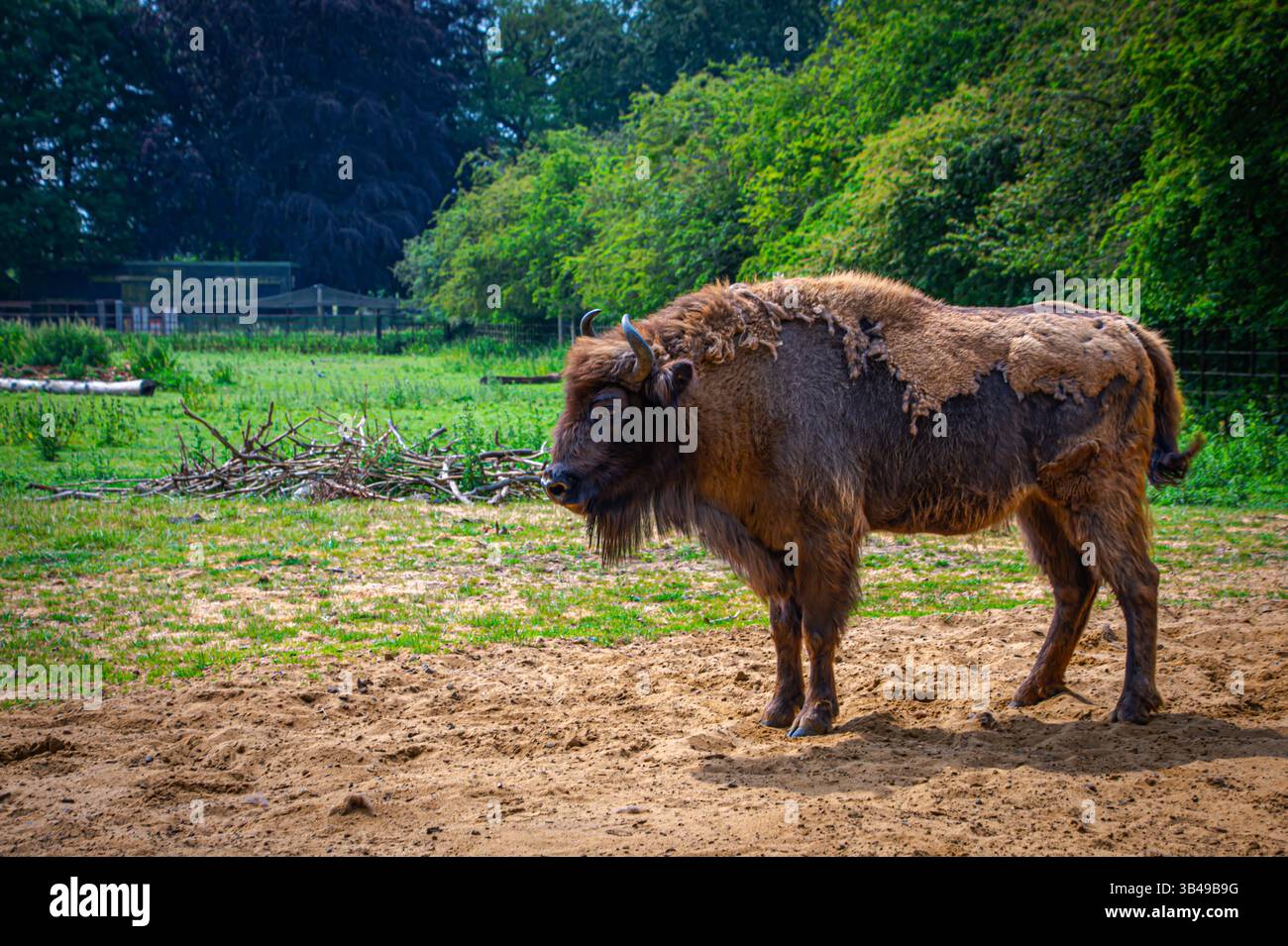 Primo piano su un grosso bisonte alla fattoria Foto Stock Primo piano su un grosso bisonte alla fattoria Foto Stock