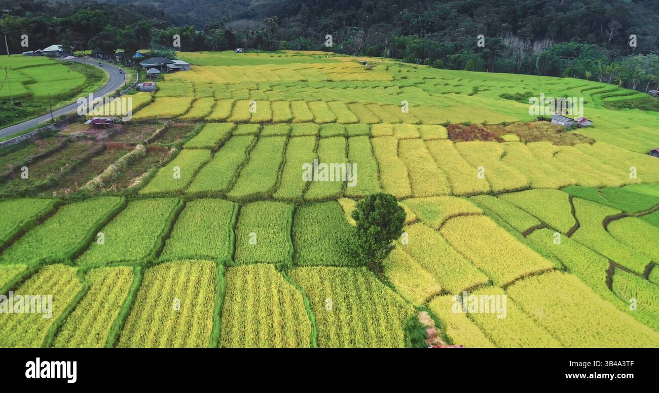 La vista aerea cattura la vibrante bellezza delle risaie in Indonesia, mostrando un affascinante arazzo di tonalità verde e oro, che riflette diverse fasi della crescita del riso. Contesto naturale rurale Foto Stock