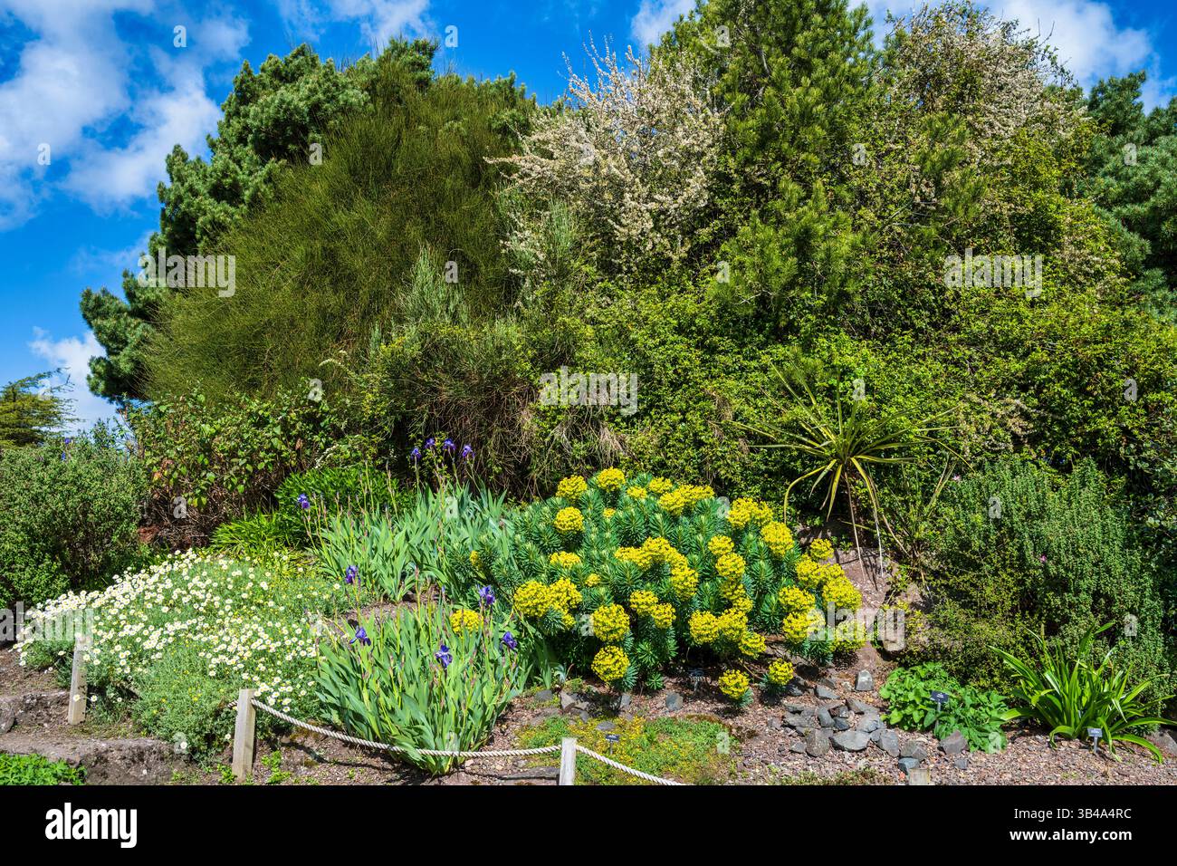 Colori primaverili nel giardino roccioso del Royal Botanic Garden di Edimburgo, Scozia, Regno Unito Foto Stock