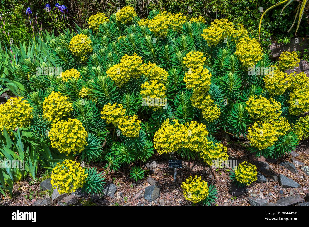 Euphorbia characias subsp. Wulfenii 'John Tomlinson' nel giardino roccioso del Royal Botanic Garden di Edimburgo, Scozia, Regno Unito Foto Stock