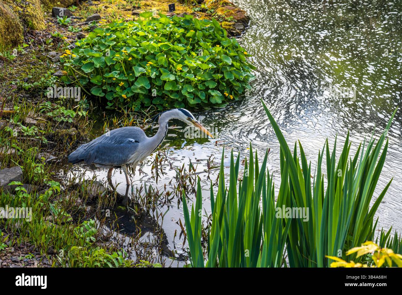 Aironi grigi (Ardea cinerea) che pescano nello stagno con giardino roccioso del Royal Botanic Garden di Edimburgo, Scozia, Regno Unito Foto Stock