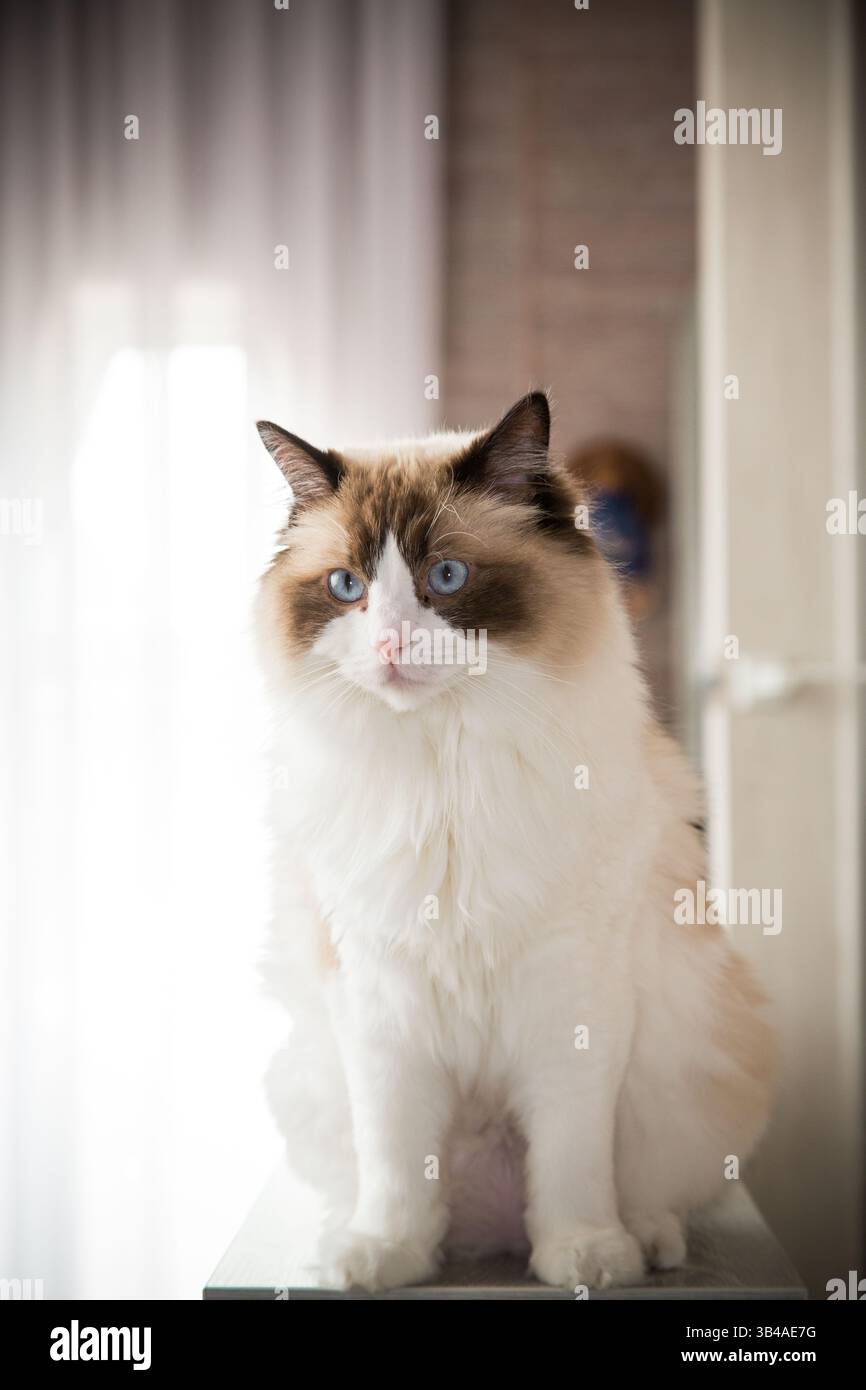 Bianco con macchie marroni gatto soffice, razza Ragdoll. Foto Stock