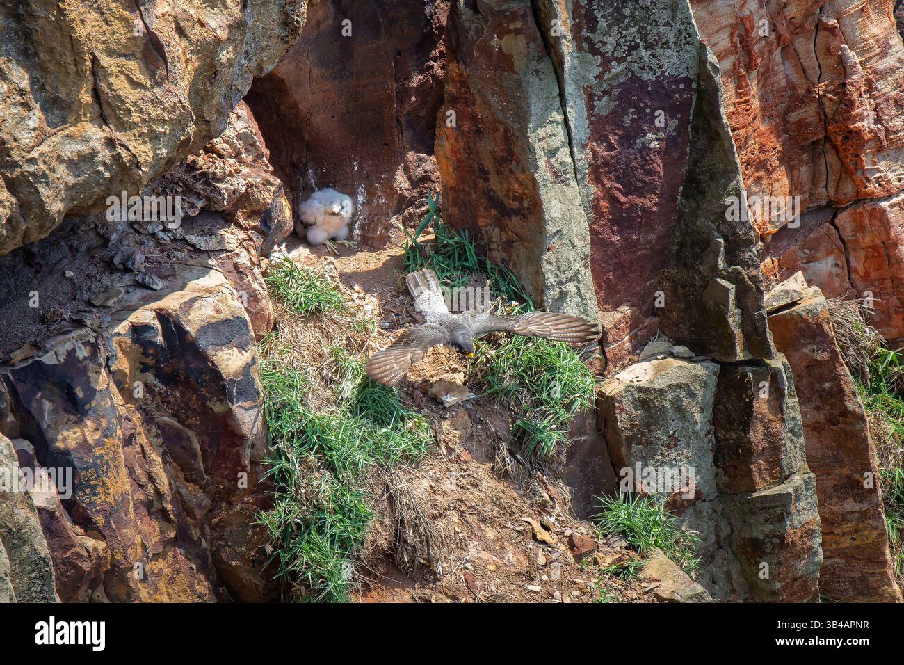 Falco Peregrine che lascia il nido e la ragazza si occupa Foto Stock