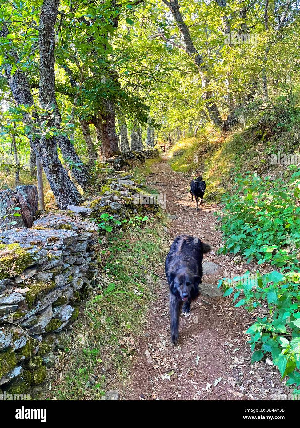 Due cani neri che corrono lungo un sentiero. La Hiruela, provincia di Madrid, Spagna. - Immagine stock catturata con smartphone