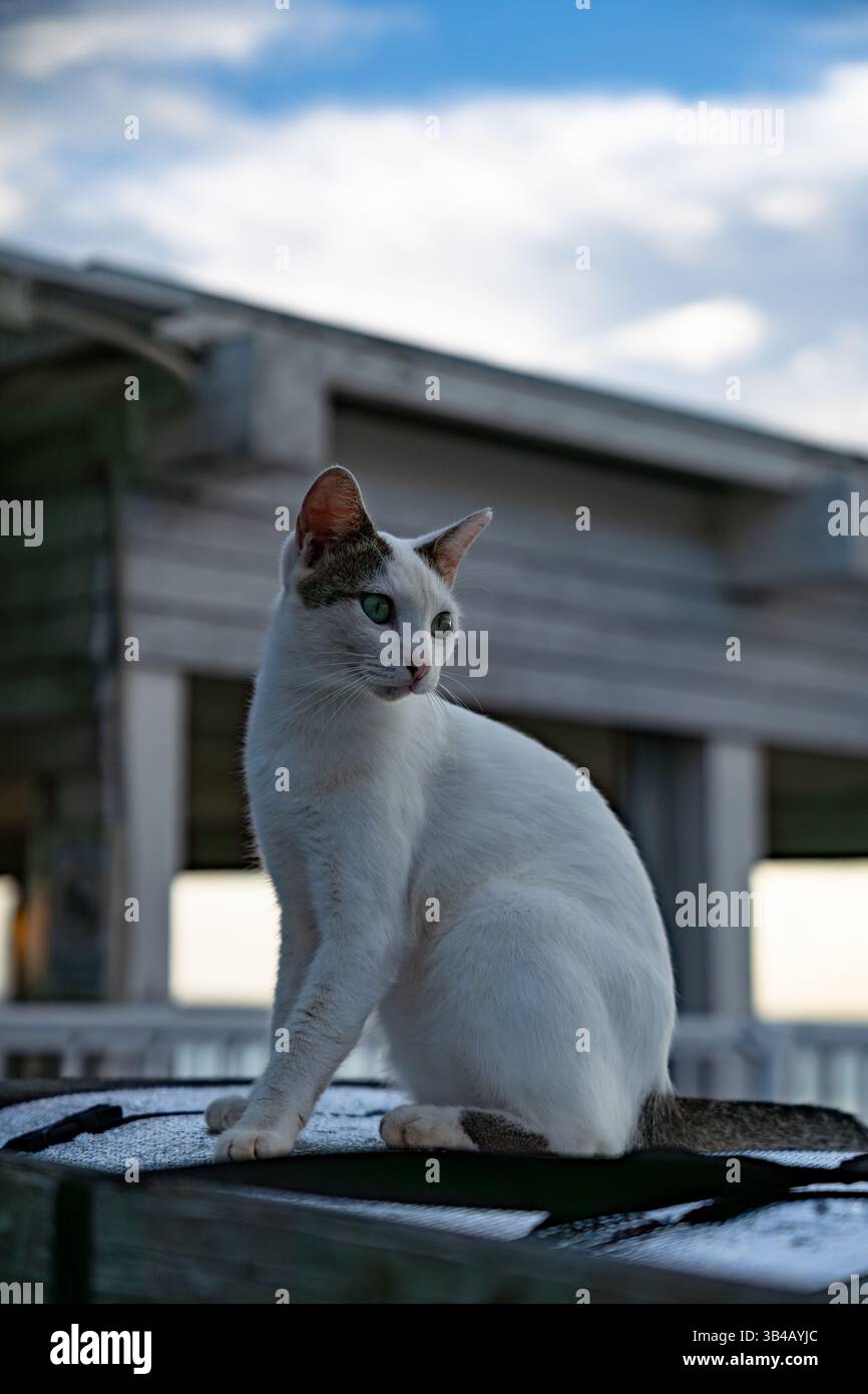 Gatto bianco seduto in posizione verticale su un tetto con sfocatura dello sfondo Foto Stock