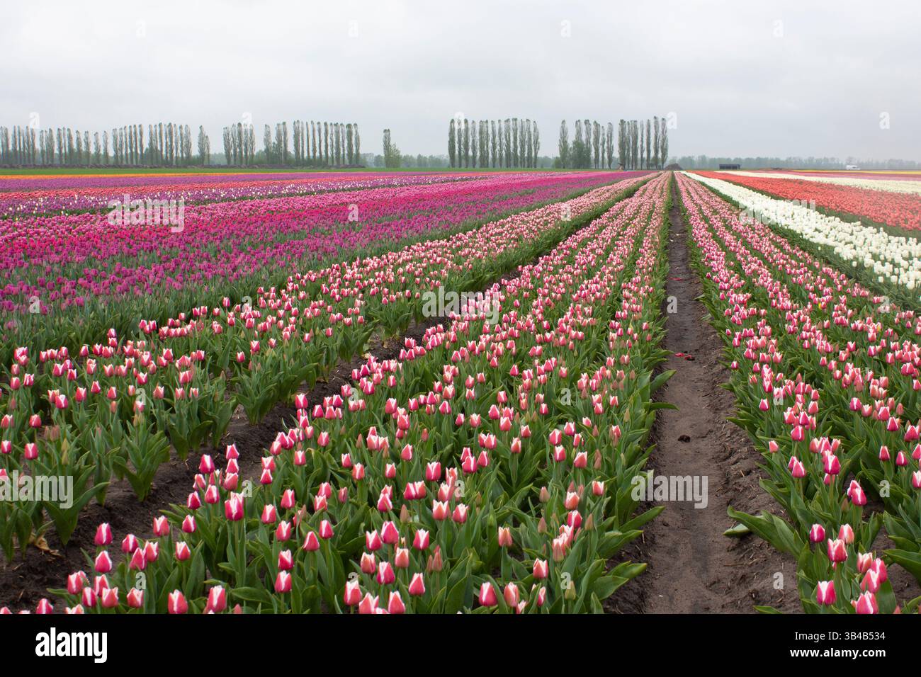 Molti tulipani varietali colorati nei campi in primavera. I tulipani sono coltivati in filari per varietà. Tulipani fioriti. Foto Stock
