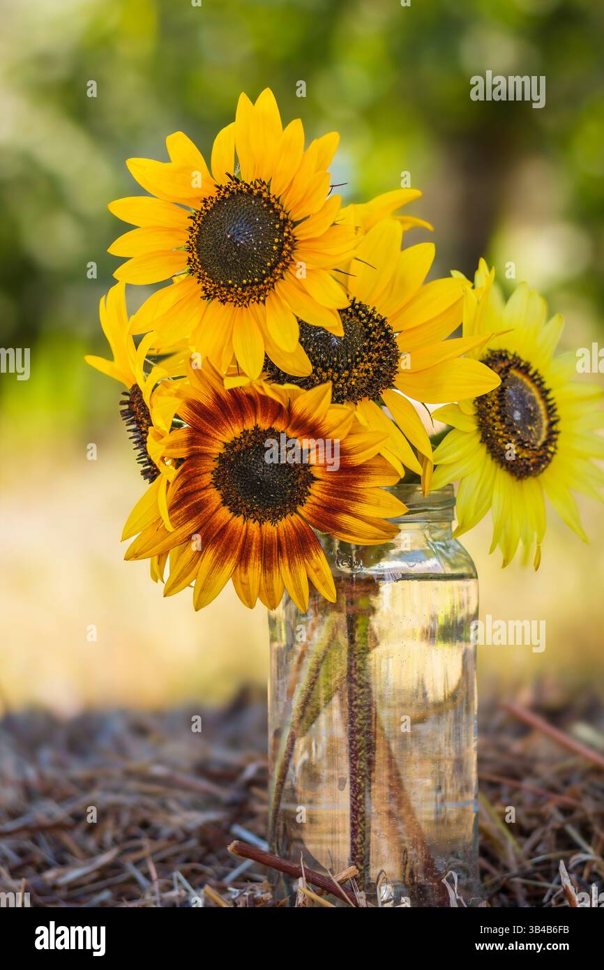 Vaso di vetro di girasoli Foto Stock