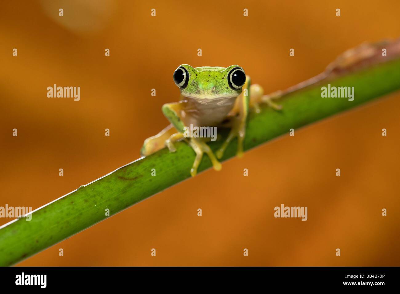 Agalychnis lemur, rana lemur o rana lemur. È classificato come pericolo critico e minacciato Foto Stock