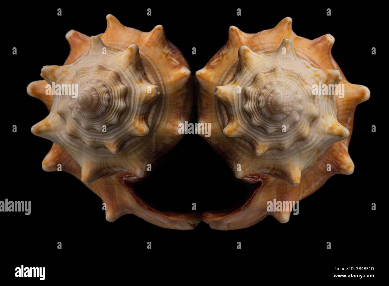 Immagine speculare riflessione Sea Shell su superficie nera Foto Stock