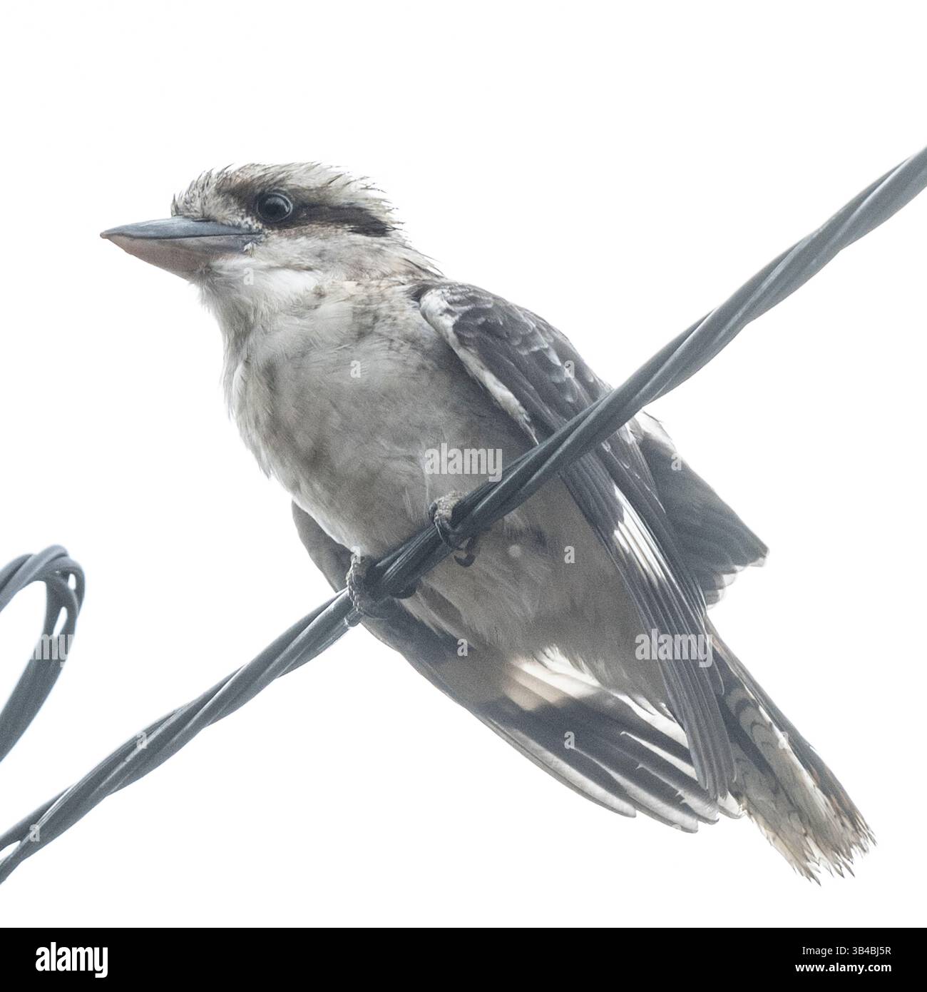 Uccello appollaiato su un cavo a Perth, Australia Foto Stock