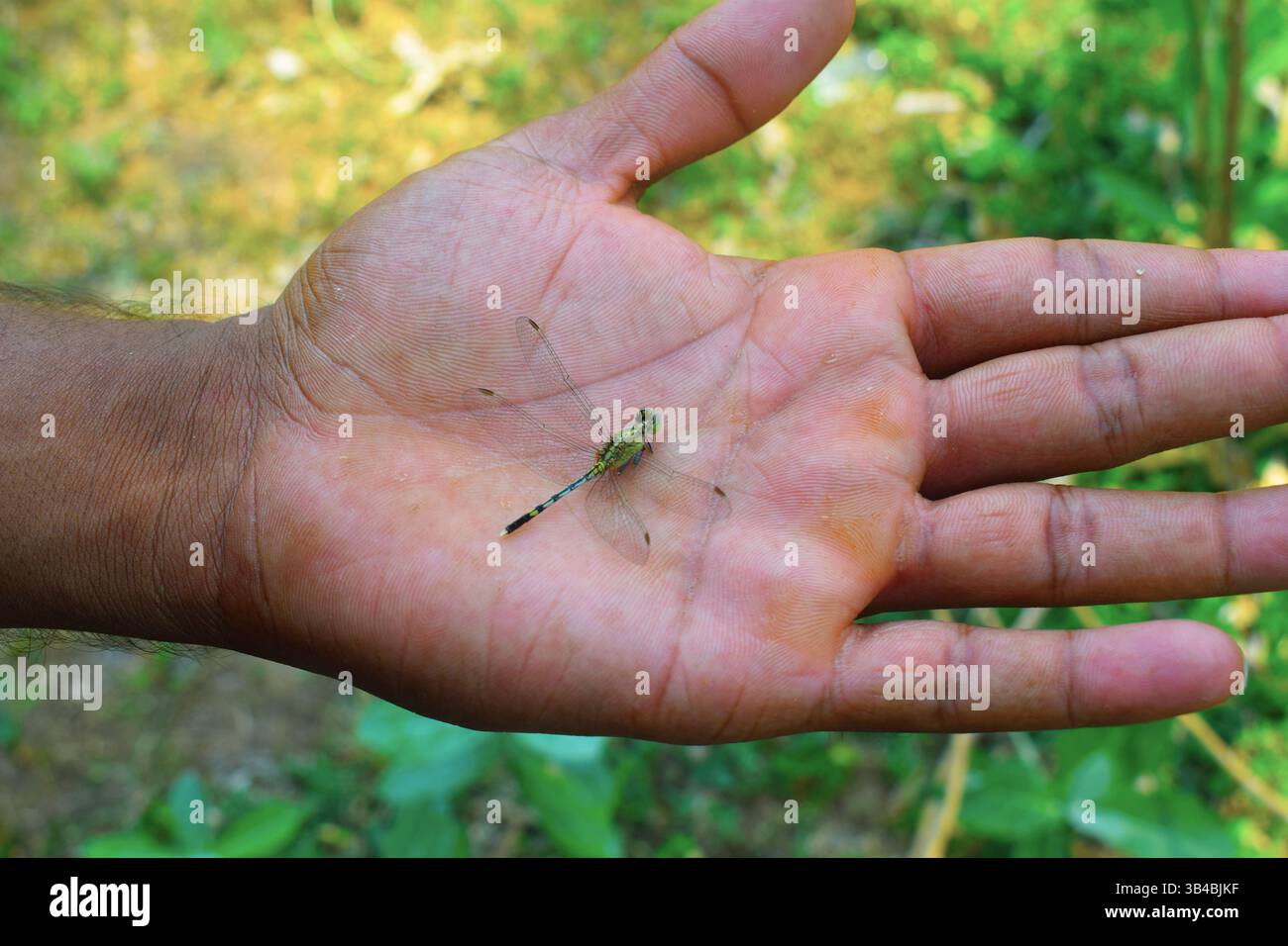 dragonfly a portata di mano Foto Stock