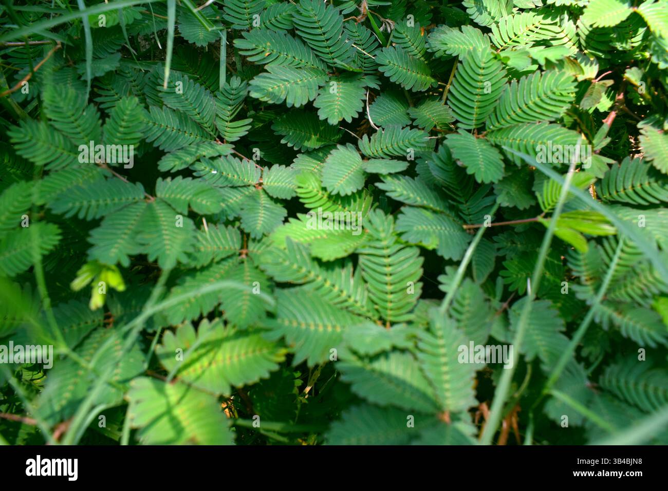 Immagini della Mimosa pudica della pianta della vergogna Foto Stock
