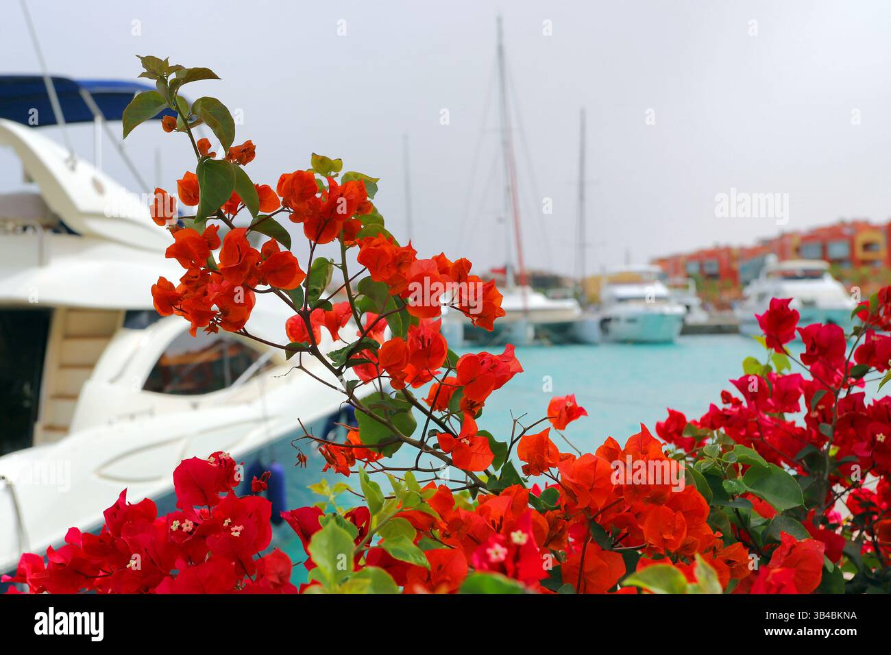 Fiori di ibisco rosso in primo piano, palme e yacht attraccati a Hurghada Marina in una giornata di sole, sulla costa del Mar Rosso, in Egitto. Foto Stock
