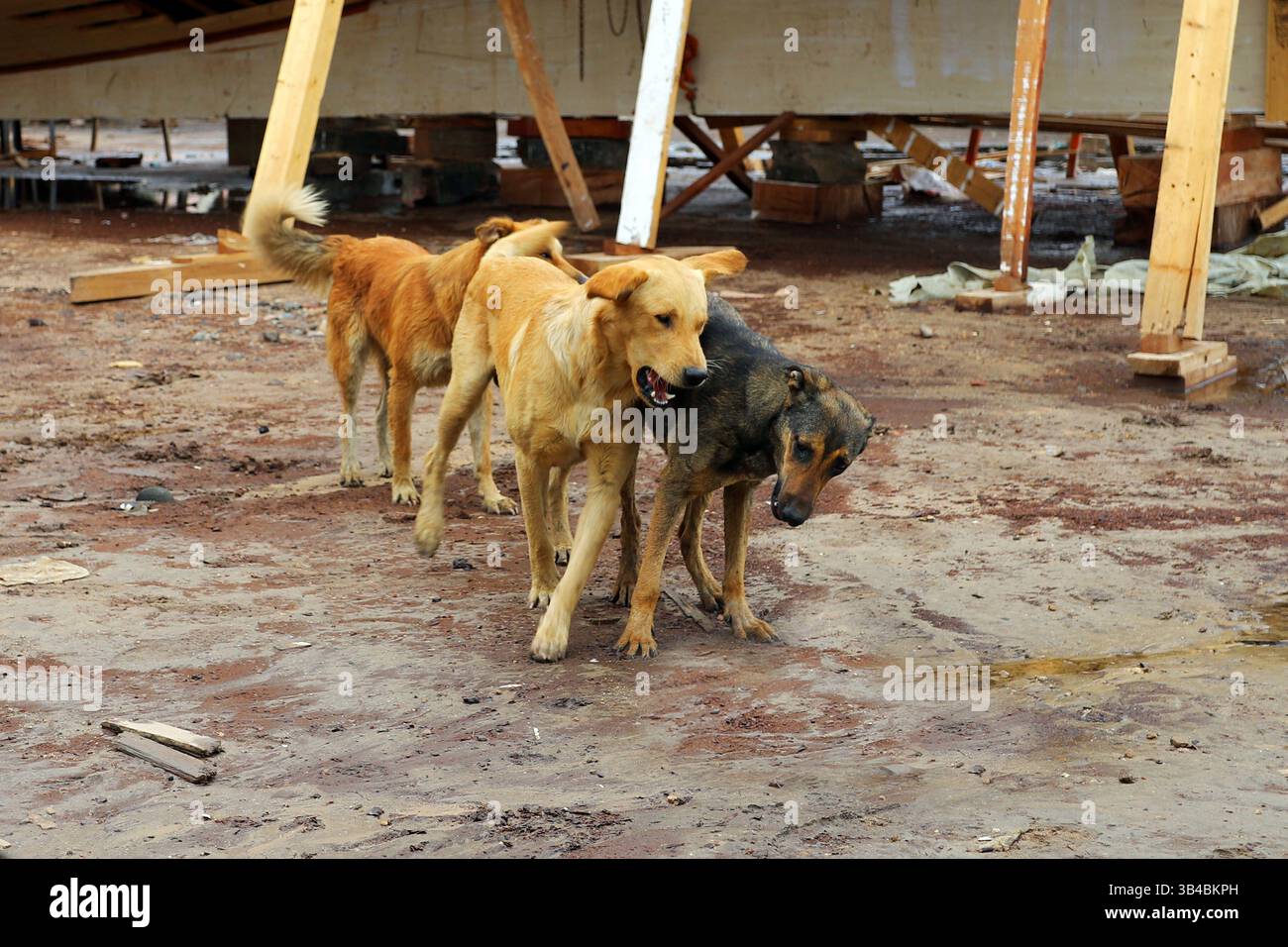 Cani randagi che interagiscono nella zona industriale, possibile comportamento dominante vicino a strutture in legno e terreno fangoso, documentario sulla fauna urbana. Foto Stock